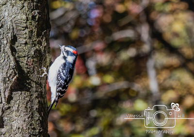 Male Downy Woodpecker