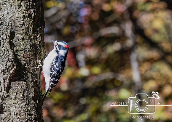 Male Downy Woodpecker