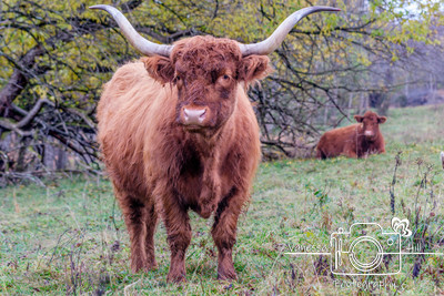 Highland Cattle