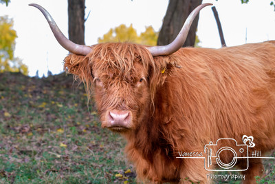 Highland Cattle