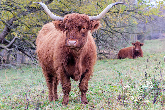 Highland Cattle