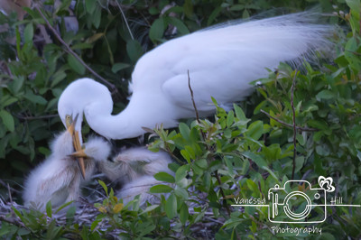 Great Egret with Young