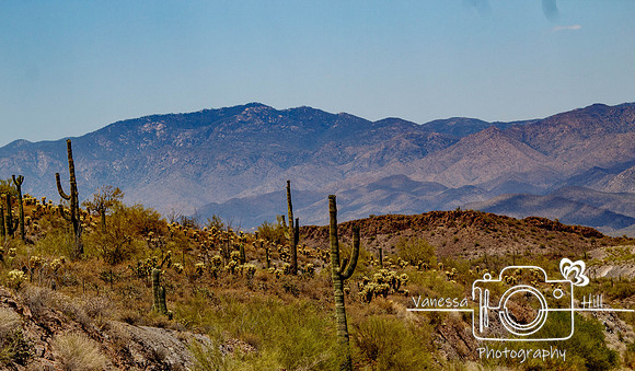 Sonoran Desert