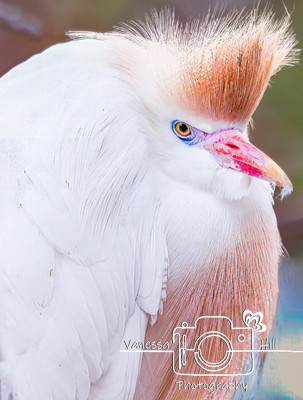 Cattle Egret with Mating Plumage