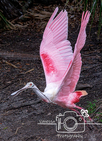 Nesting Spoonbill in Flight