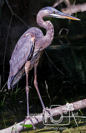 Great Blue Heron