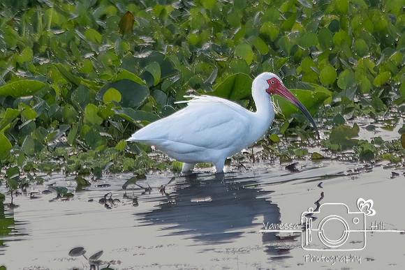 WhileIbis-2
