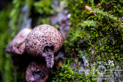 PuffballMushroom