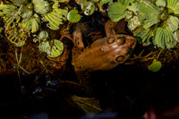 Froggie