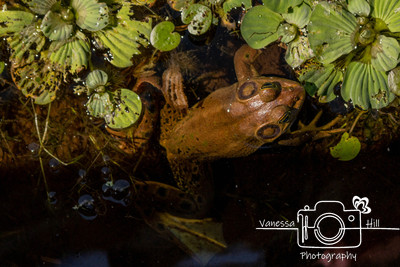 Froggie