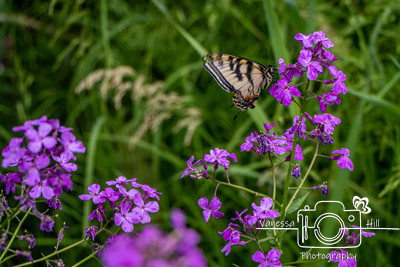 A Swallowtail on Dame's Rocket