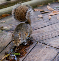 Thirsty Squirrel