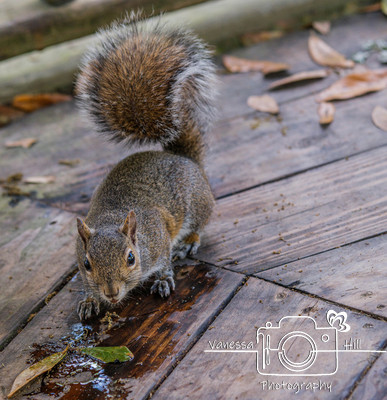 Thirsty Squirrel