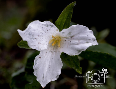 Trillium