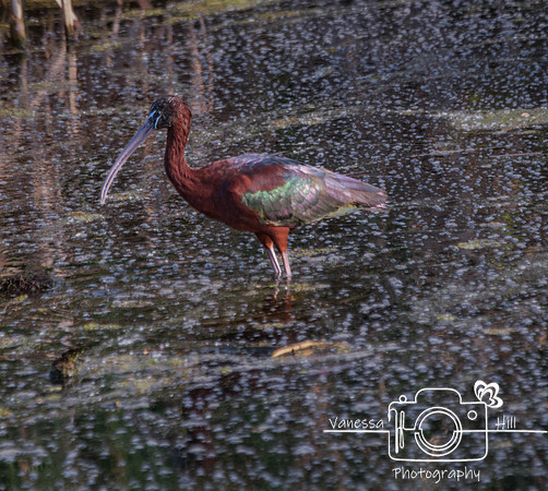 Lake Apopka Glossy Ibis
