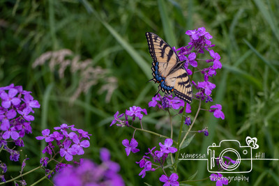 Dame's Rocket anad Swallowtail Wings