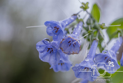 Virginia Blue Bells