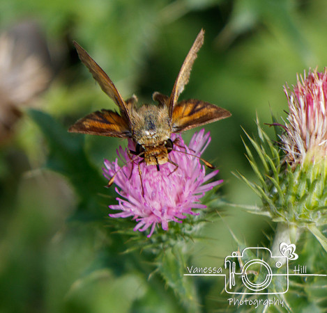 Little Skipper
