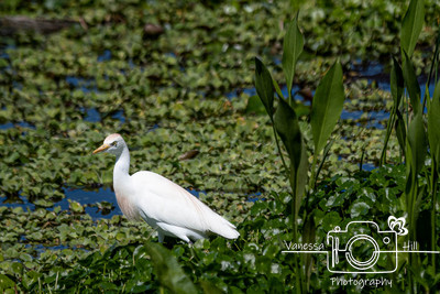 WetlandsCattleEgret-2