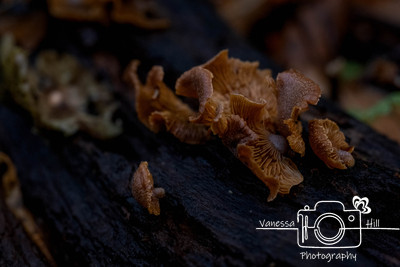 BonnetMushrooms
