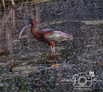 Lake Apopka Glossy Ibis