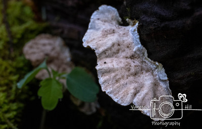 OysterMushroom