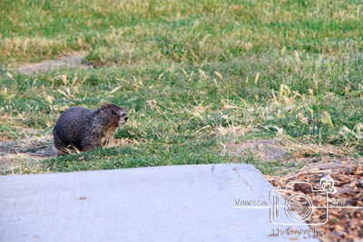 Marmot-geddon