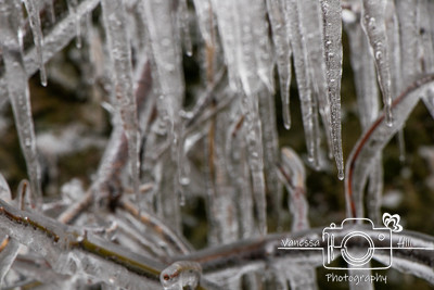 Icy Tree 2