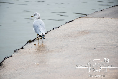 Spotty Seagull