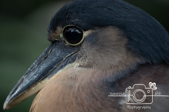 Shy Boat-billed Heron,2