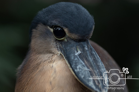 Shy Boat-billed Heron 4
