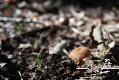 Coopers Mushroom