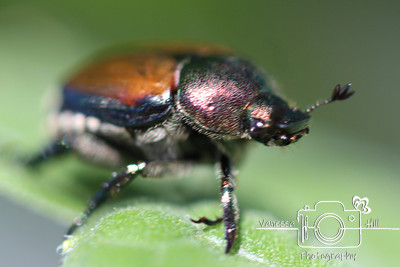 Beetle