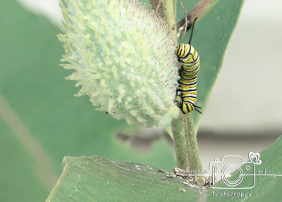 Monarch Caterpiller on Milkweed 1