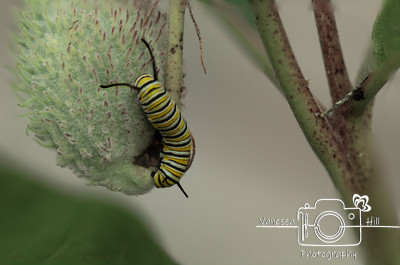 Monarch Caterpiller on Milkweed 3