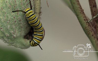 Monarch Caterpiller on Milkweed 2