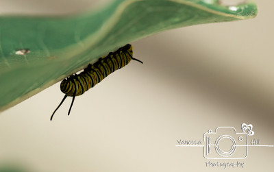 Monarch Caterpillar Underleaf