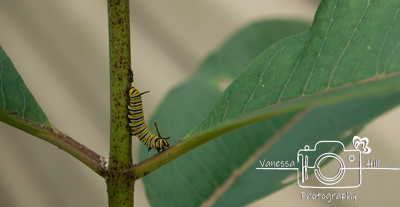 Monarch Caterpillar Acrobat