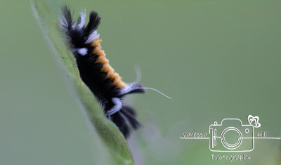 Tussock Moth Caterpillar 1