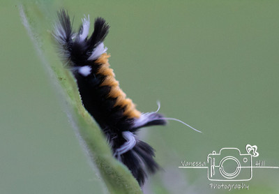 Tussock Moth Caterpillar 2