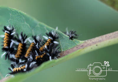Tussock Moth Army