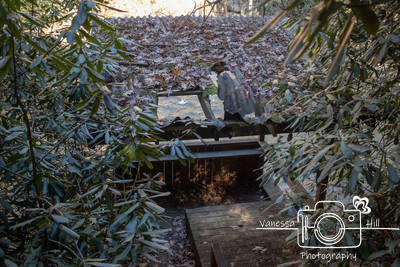 Mountain Laurel Taking Over Fishing Hut