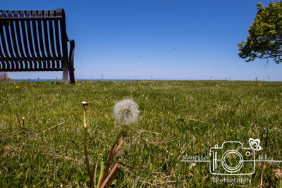 Dandelion Bench