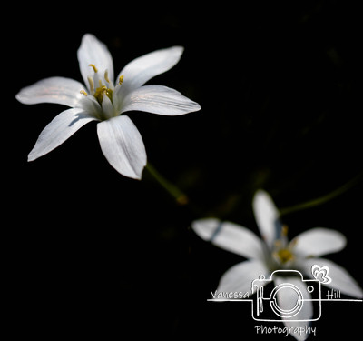 IMG_1894-Edit