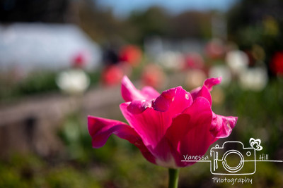 Tulips - Sonnenburg Gardens