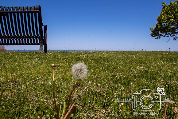 Dandelion Bench