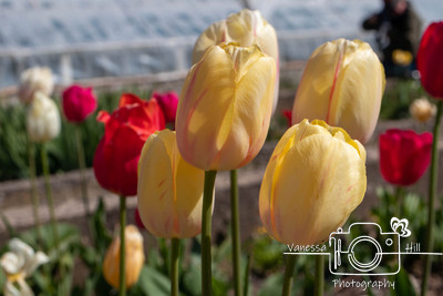 Tulips - Sonnenburg Gardens