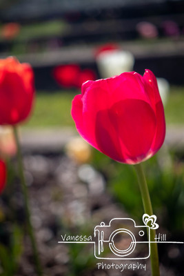 Tulips - Sonnenburg Gardens