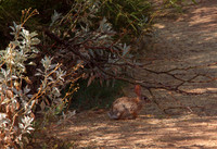 Desert Cotton Tail