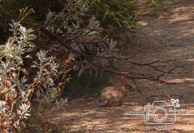 Desert Cotton Tail